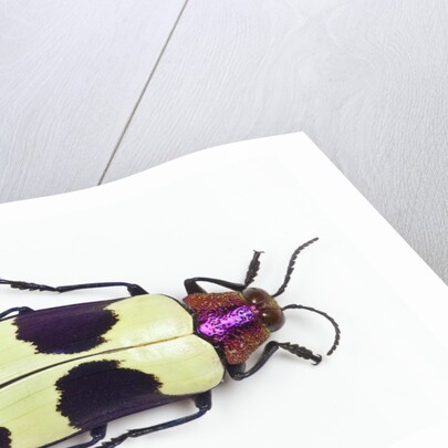 Jewel Beetle from Thailand Chrysochroa buqueti buqueti by Anonymous