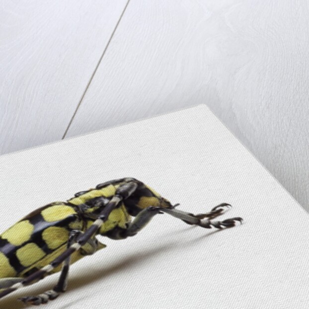 Male long horned beetle Cyriocrates horsfieldi tonkinensis by Anonymous