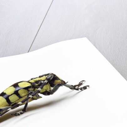 Male long horned beetle Cyriocrates horsfieldi tonkinensis by Anonymous