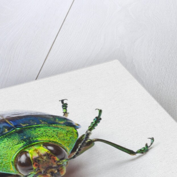 Head on view of Jewel Beetle Steraspis speciosa green by Anonymous