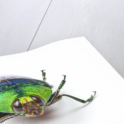 Head on view of Jewel Beetle Steraspis speciosa green by Anonymous