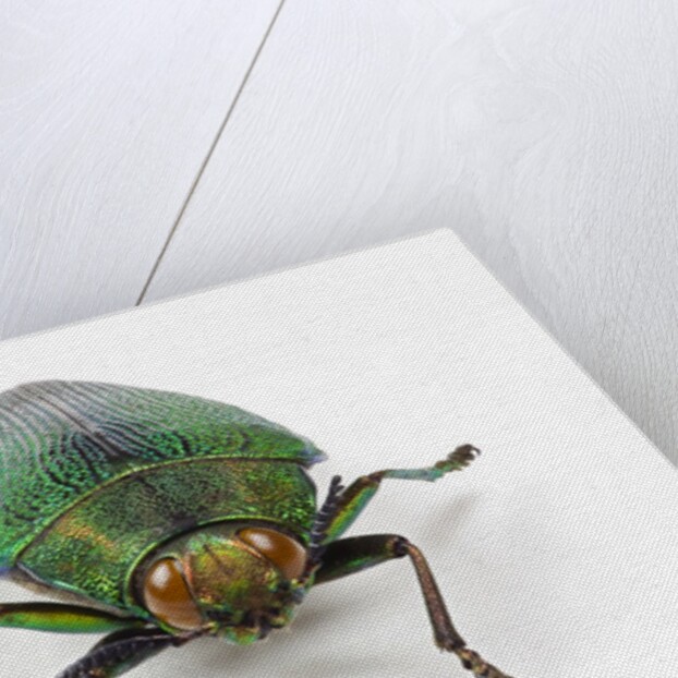 Head on view of Jewel Beetle Steraspis speciosa green by Corbis