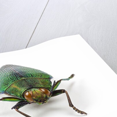 Head on view of Jewel Beetle Steraspis speciosa green by Corbis