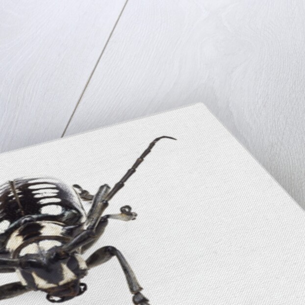 Head on view of long horned beetle Arctolamia cruciatus by Anonymous