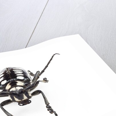 Head on view of long horned beetle Arctolamia cruciatus by Anonymous