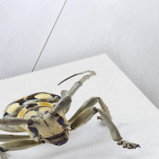 Male long horned beetle Anoplophora mamauna head on view by Anonymous