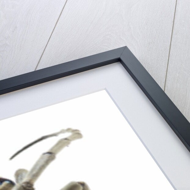 Male long horned beetle Anoplophora mamauna head on view by Anonymous