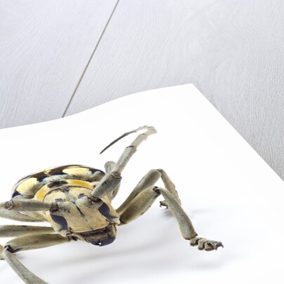 Male long horned beetle Anoplophora mamauna head on view by Anonymous