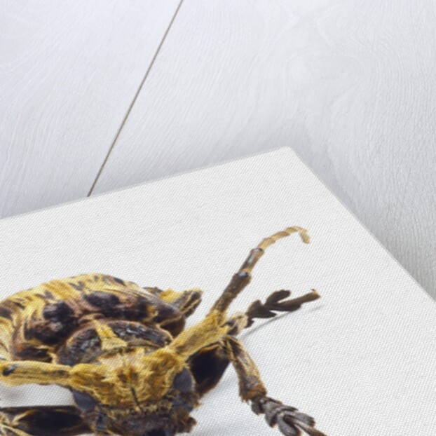 Long horned beetle Xylorrniza adusta head on view by Anonymous