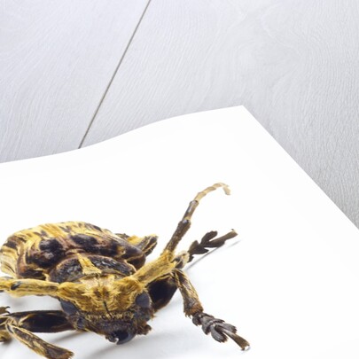 Long horned beetle Xylorrniza adusta head on view by Anonymous