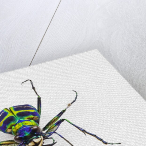 Small colorful beetle from Korea Cicindela chinensis by Anonymous