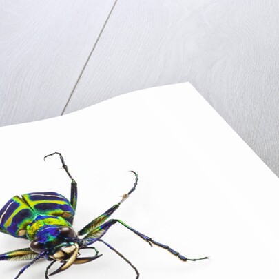 Small colorful beetle from Korea Cicindela chinensis by Anonymous