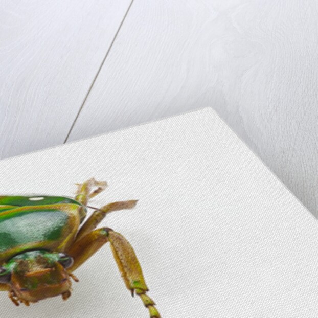 Head on view of flower beetle Stephanorrhina guttata by Anonymous
