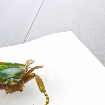Head on view of flower beetle Stephanorrhina guttata by Anonymous