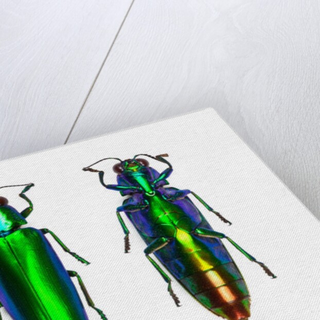 Jewel Beetle Chrysochroa fulminens green by Anonymous