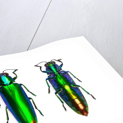 Jewel Beetle Chrysochroa fulminens green by Anonymous