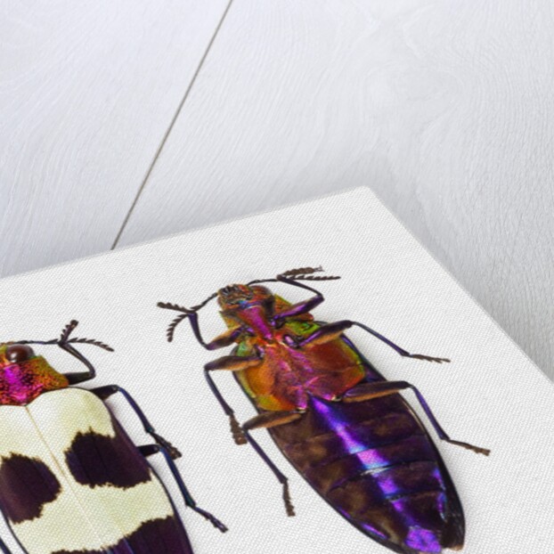 Jewel Beetle from Thailand Chrysochroa buqueti buqueti by Anonymous