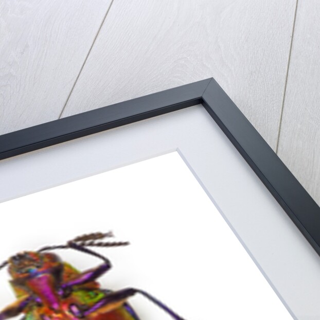 Jewel Beetle from Thailand Chrysochroa buqueti buqueti by Anonymous