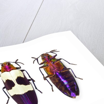 Jewel Beetle from Thailand Chrysochroa buqueti buqueti by Anonymous