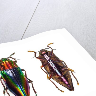 Top and underside view of jewel beetle Cyphogastra javanica by Anonymous