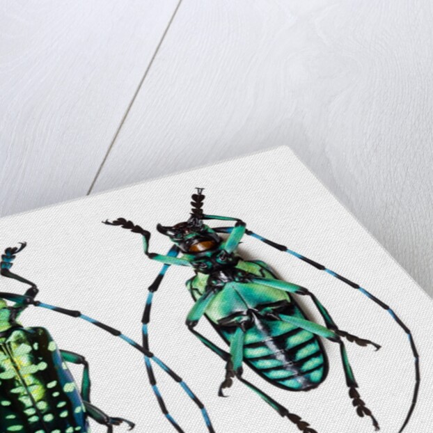 Long horned beetle from Thailand Calloplophora sollii by Anonymous