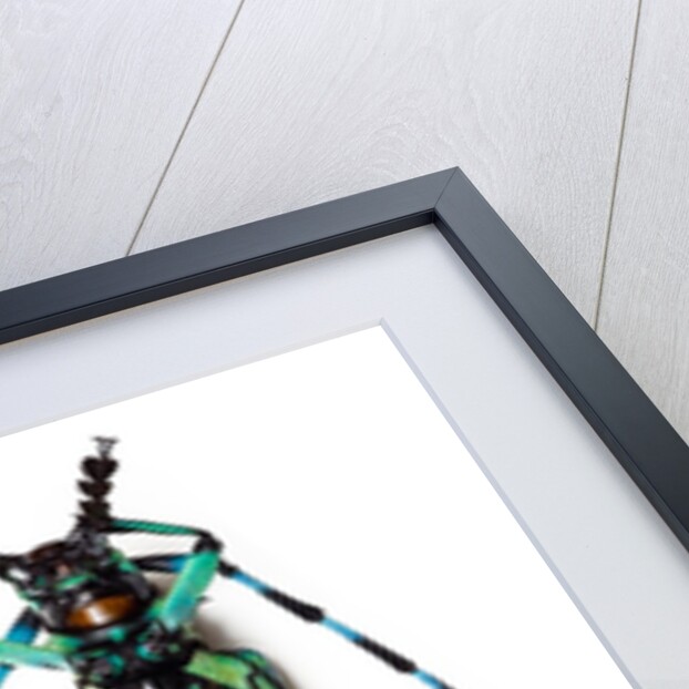 Long horned beetle from Thailand Calloplophora sollii by Anonymous