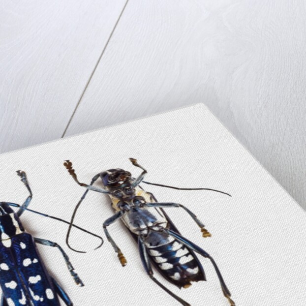 Top and underside display Glenea beatrix long horned beetle by Anonymous