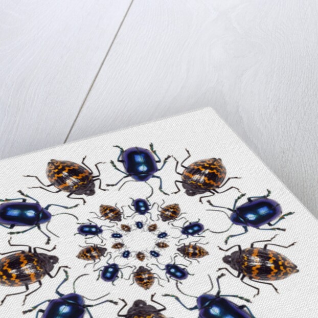 Beetle Circular design with small round beetles in the Chrysomelidae family by Anonymous