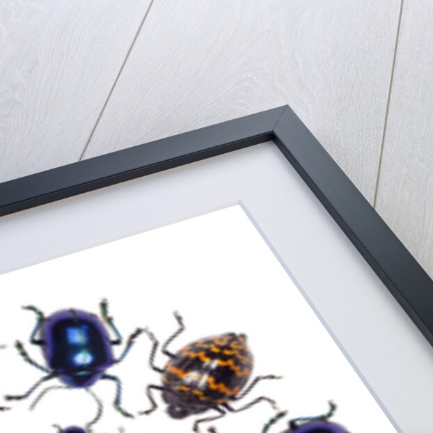 Beetle Circular design with small round beetles in the Chrysomelidae family by Anonymous
