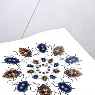 Beetle Circular design with small round beetles in the Chrysomelidae family by Anonymous