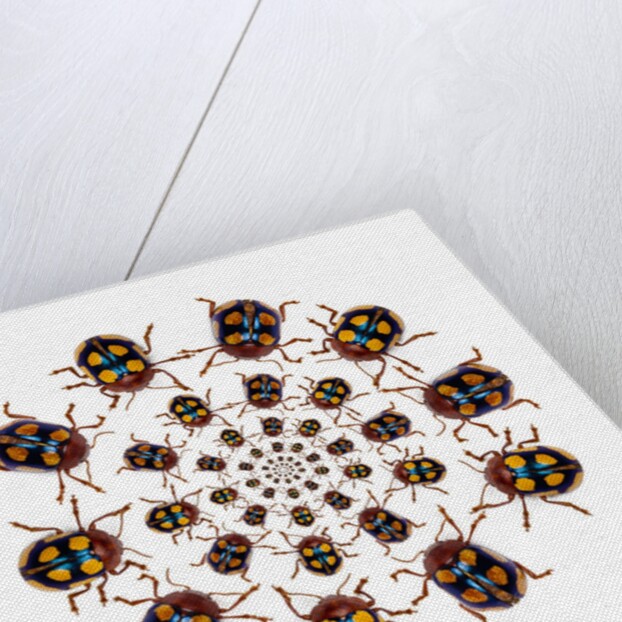 Beetle Circular design with small round beetles in the Chrysomelidae family by Anonymous