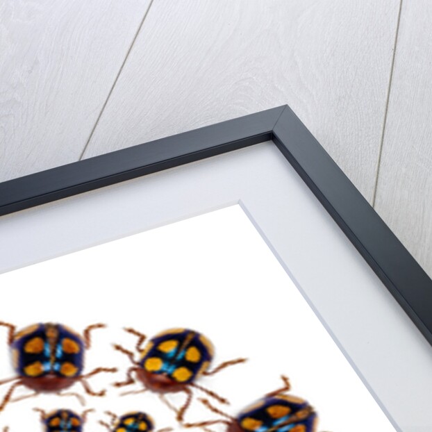 Beetle Circular design with small round beetles in the Chrysomelidae family by Anonymous