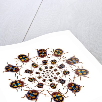 Beetle Circular design with small round beetles in the Chrysomelidae family by Anonymous