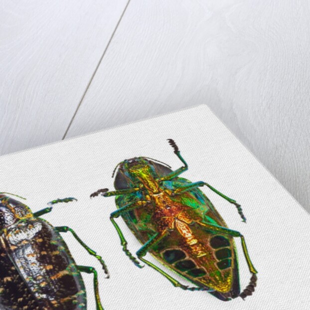 Jewel beetle Poloybothris sumptuosa sumptuosa by Anonymous