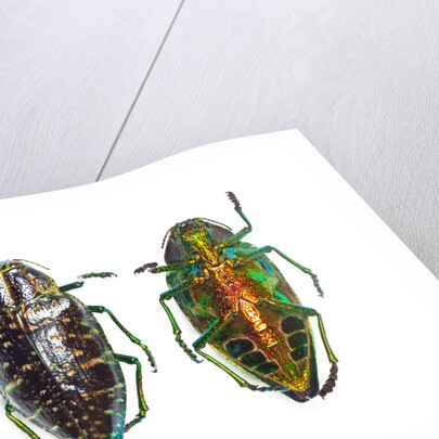 Jewel beetle Poloybothris sumptuosa sumptuosa by Anonymous