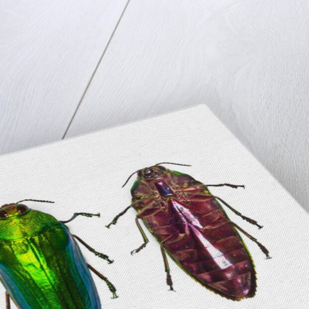 Top and underside view of Jewel Beetle Callopistus castelnaudi by Anonymous