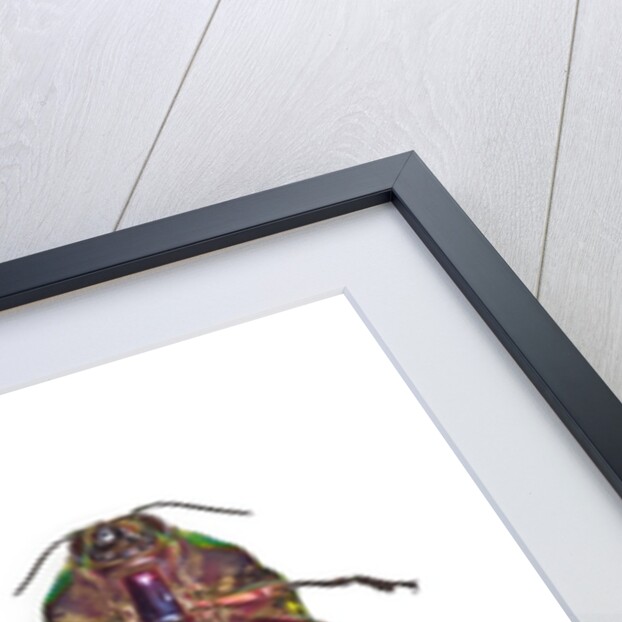 Top and underside view of Jewel Beetle Callopistus castelnaudi by Anonymous