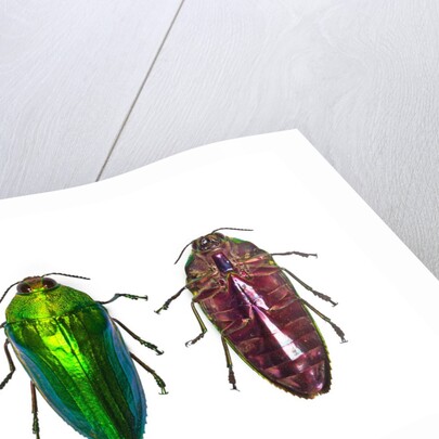 Top and underside view of Jewel Beetle Callopistus castelnaudi by Anonymous