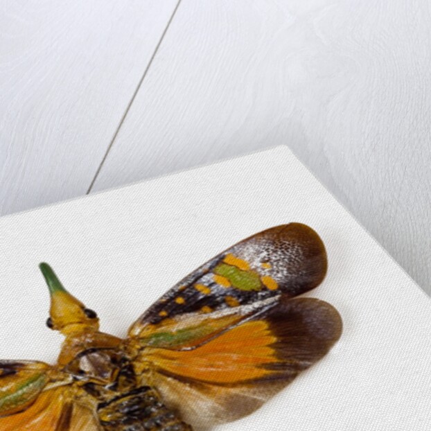 Flying bug from Asia Pyrops in the Fulgoridae family by Anonymous