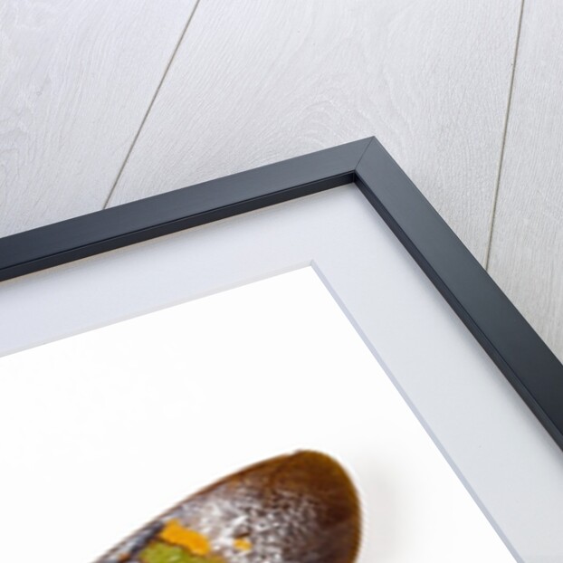 Flying bug from Asia Pyrops in the Fulgoridae family by Anonymous