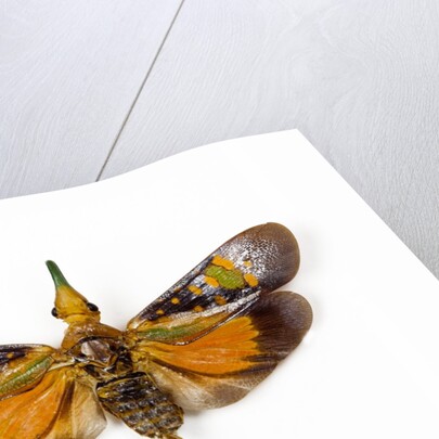 Flying bug from Asia Pyrops in the Fulgoridae family by Anonymous