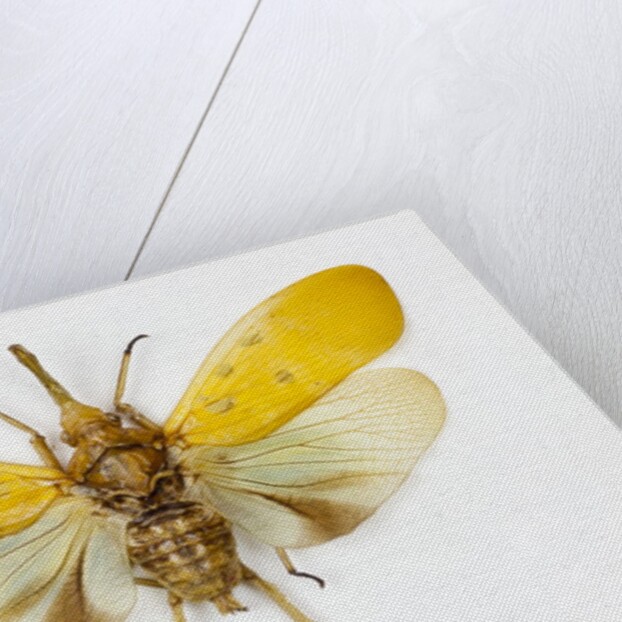 Pyrops cyanirostris flying insect in the Fulgoridae family from Asia by Anonymous