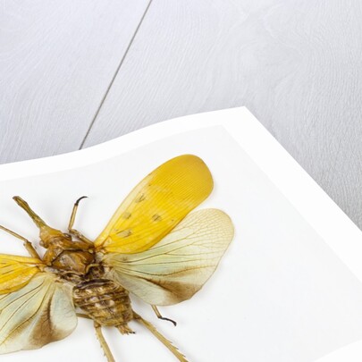Pyrops cyanirostris flying insect in the Fulgoridae family from Asia by Anonymous