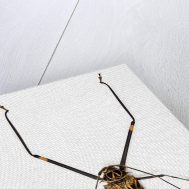 Very long legged Beetle from Peru Acrocinus longimanus by Anonymous
