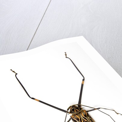 Very long legged Beetle from Peru Acrocinus longimanus by Anonymous