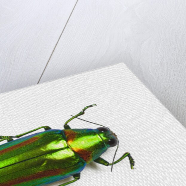 Jewel beetle Chrysochro rajah thailandica from Thailand by Anonymous