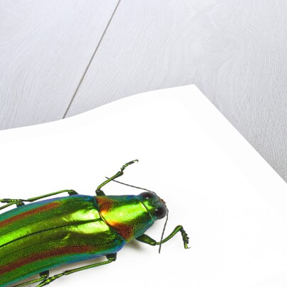 Jewel beetle Chrysochro rajah thailandica from Thailand by Anonymous