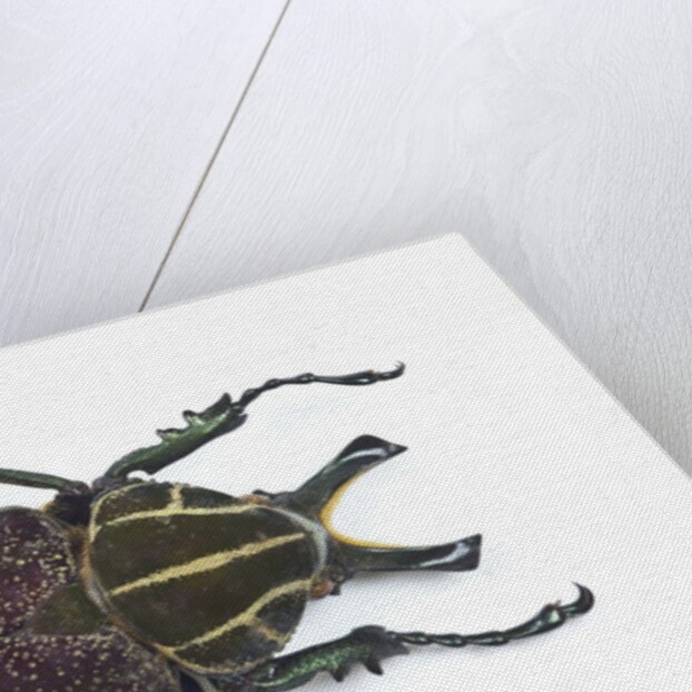 Large beetle from Mexico, Inca clathrata sommeri by Anonymous