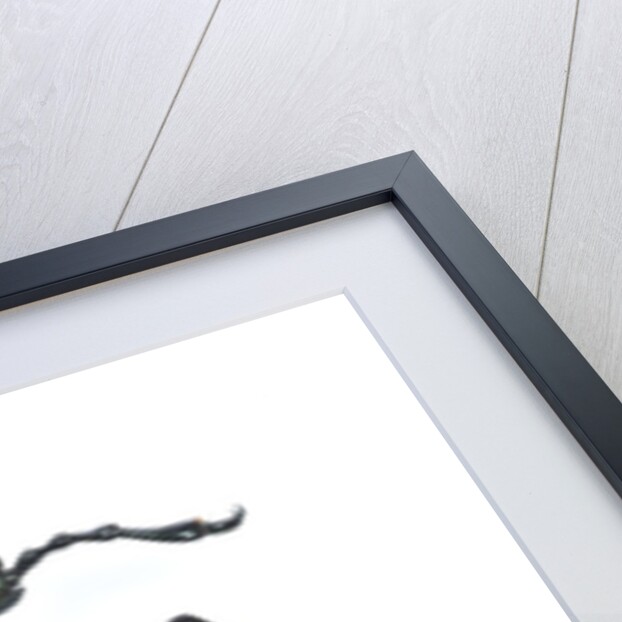 Large beetle from Mexico, Inca clathrata sommeri by Anonymous