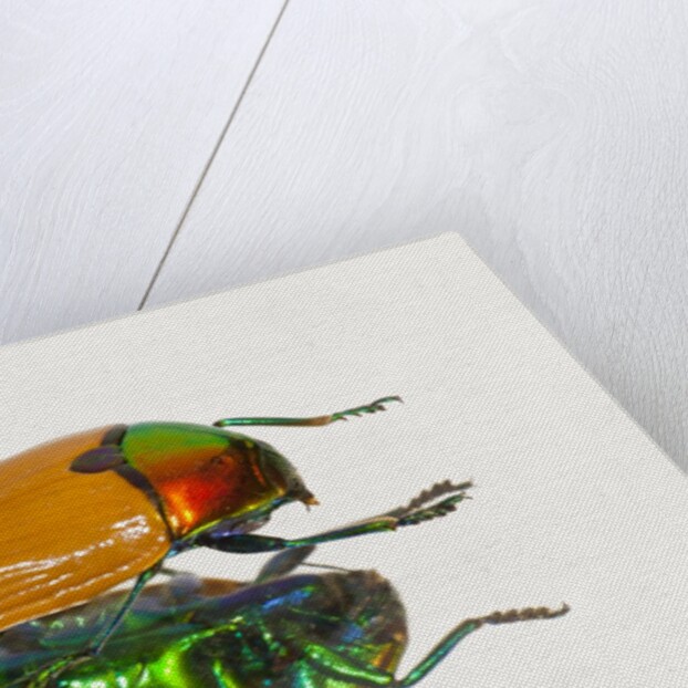 Jewel Beetle Metaxymorpha nigrofasicata by Anonymous